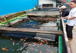 Budidaya Ikan Koi yang Menguntungkan dan Berkelanjutan
