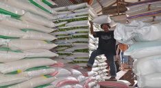 Beras Oplosan Pemerintah Buka Adu Hasil Uji Perbaiki Mutu