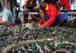 Usaha Kerang Hijau di Pesisir Peluang dan Tantangan Cangkang