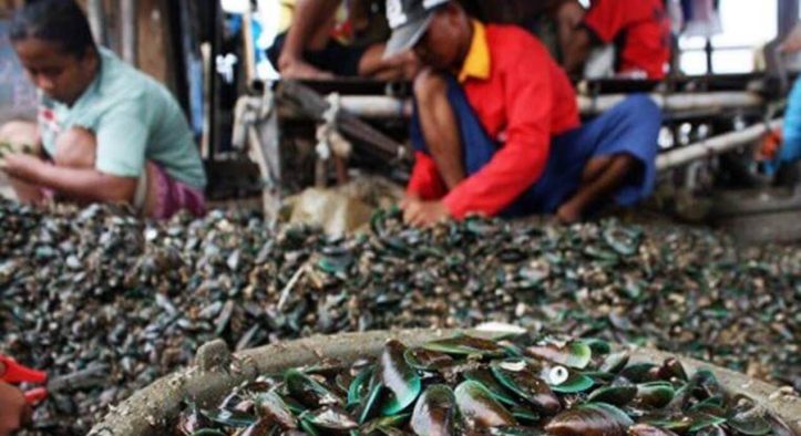 Usaha Kerang Hijau di Pesisir: Peluang dan Tantangan Cangkang